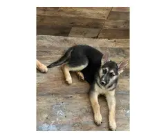 10 week old shepsky puppies looking for homes - 5