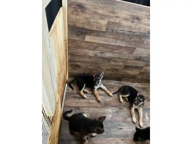 10 week old shepsky puppies looking for homes - 6/10