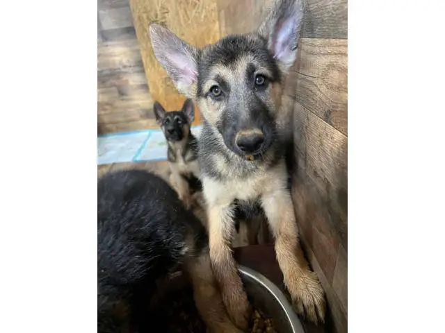 10 week old shepsky puppies looking for homes - 7/10