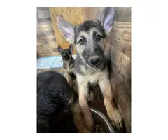 10 week old shepsky puppies looking for homes - 7