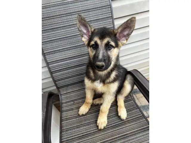 10 week old shepsky puppies looking for homes - 8/10
