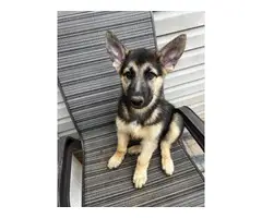 10 week old shepsky puppies looking for homes - 8