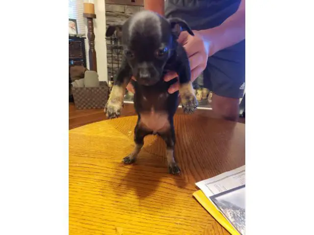 2 female and 1 male Chihuahua babies