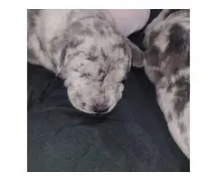 2 Bull pei male puppies for sale - 2