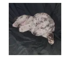 2 Bull pei male puppies for sale - 3