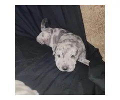 2 Bull pei male puppies for sale - 4