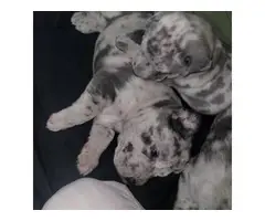 2 Bull pei male puppies for sale - 5