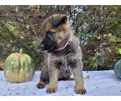 4 AKC German Shepherd puppies - 5