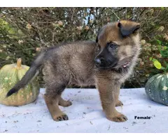 4 AKC German Shepherd puppies - 7