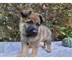 4 AKC German Shepherd puppies - 8