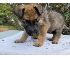 4 AKC German Shepherd puppies - 10