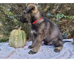 4 AKC German Shepherd puppies - 13