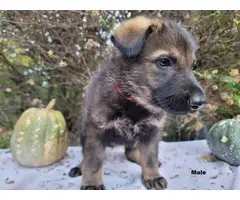 4 AKC German Shepherd puppies - 16