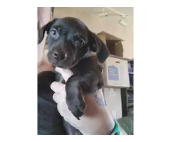 2 Chiweenie Puppies looking for homes - 2