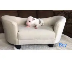 Male and female Pitbull puppies - 3