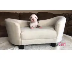 Male and female Pitbull puppies - 8