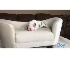 Male and female Pitbull puppies - 9