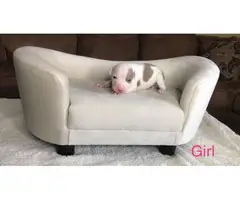 Male and female Pitbull puppies - 10