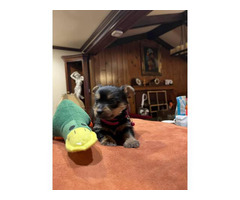 5 purebred Yorkie puppies for sale