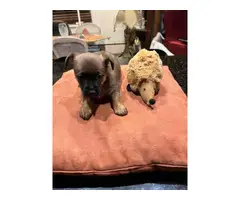 5 purebred Yorkie puppies for sale - 7