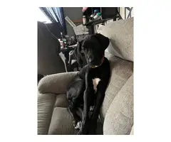 5 month old Great Dane puppy