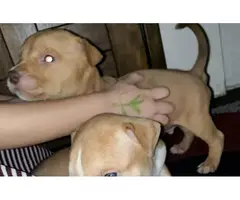 4 Red Nose American Pitbull Puppies