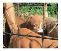 4 Red Nose American Pitbull Puppies - 3