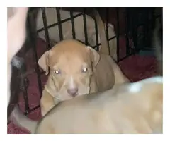 4 Red Nose American Pitbull Puppies - 5
