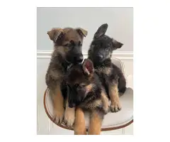 Beautiful 7 week old AKC German shepherd puppies