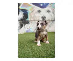 8 weeks old American Bully Puppies for Sale