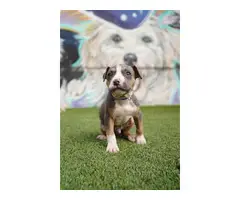 8 weeks old American Bully Puppies for Sale