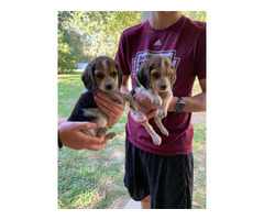 2 Beagle puppies looking for a new home