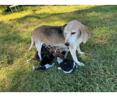 2 Beagle puppies looking for a new home - 2