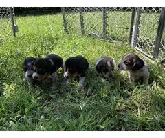 2 Beagle puppies looking for a new home - 3