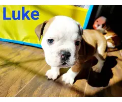 Purebred English Bulldog puppies for sale - 3