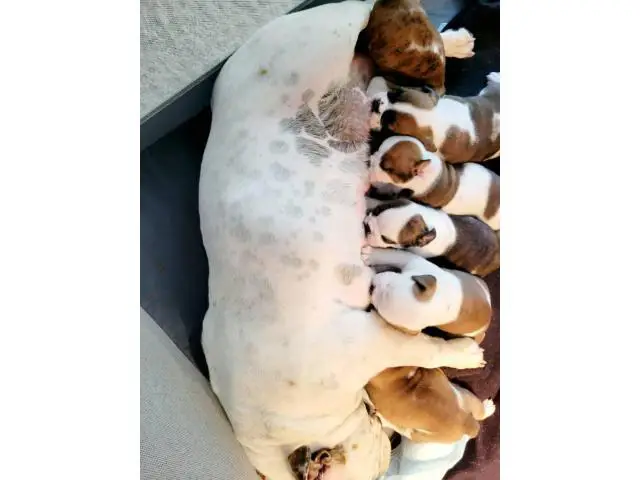 Purebred English Bulldog puppies for sale - 10/12
