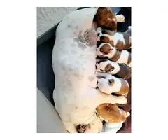 Purebred English Bulldog puppies for sale - 10