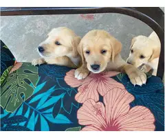 Beautiful Goldador puppies for sale