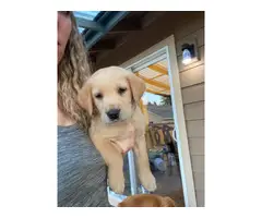 Beautiful Goldador puppies for sale - 3
