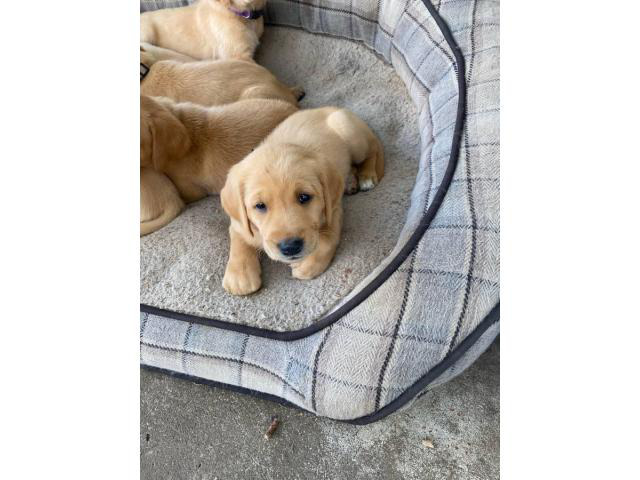 Beautiful Goldador puppies for sale Canby - Puppies for Sale Near Me