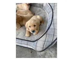 Beautiful Goldador puppies for sale - 4