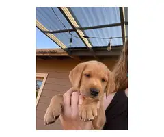 Beautiful Goldador puppies for sale - 5