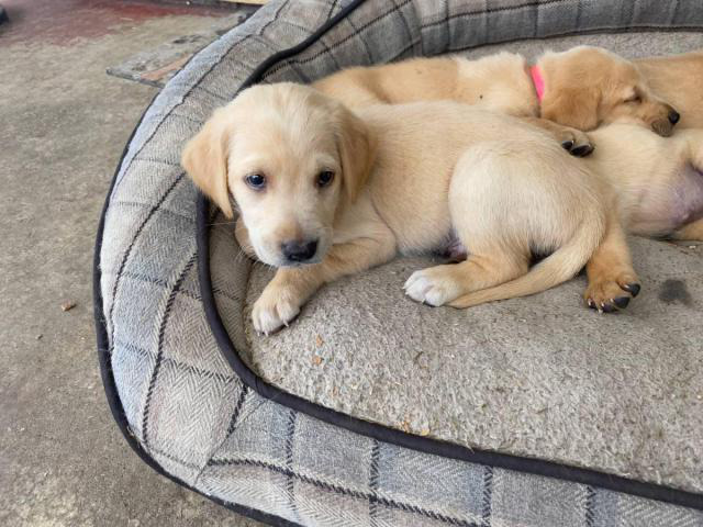 Beautiful Goldador puppies for sale Canby - Puppies for Sale Near Me