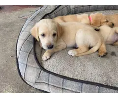 Beautiful Goldador puppies for sale - 7