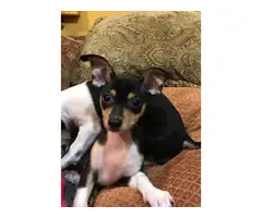 2 male Chihuahuas - 4