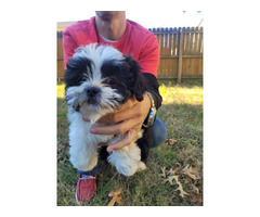3 beautiful Shih-poo puppies for sale