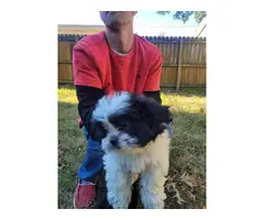 3 beautiful Shih-poo puppies for sale - 2