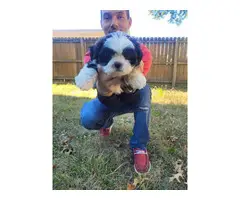 3 beautiful Shih-poo puppies for sale - 3