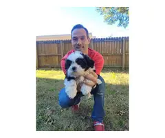3 beautiful Shih-poo puppies for sale - 4