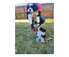 3 beautiful Shih-poo puppies for sale - 6